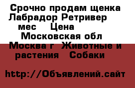 Срочно продам щенка Лабрадор Ретривер 3,5 мес. › Цена ­ 10 000 - Московская обл., Москва г. Животные и растения » Собаки   